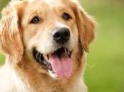 Golden Retrievers Lifetime Cancer Study