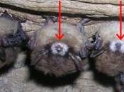Bat-killing Epidemic Found Mammoth Cave National Park, Kentucky