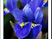Photo: Dwarf Irises