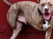 Fifty’s Story: Fighting Breed-specific Legislation, Legs Time