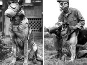 DOGS Honor: World Shown Masks!