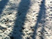 More Snow (and Shadows)