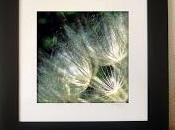 Golden Rays Evolving Dandelion Photograph