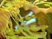 Leafy Seadragon Fish That Drifts Along Looking Like Seaweed