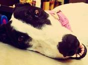 Bella Greyhound