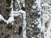 Photo Essay: Pileated Woodpeckers Sighted Together Algonquin Park