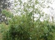 Plant Week: Phyllostachys Praecox