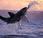 Great White Sharks Become Candidates California Endangered Species Protection