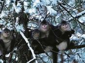 Ancient Midwifery Practiced Chinese Snub Nosed Monkeys Well