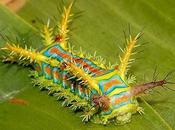 Wattle Caterpillar