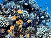 Most Impressive Coral Reefs