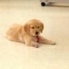 Meet Lily, Therapy Puppy Who’s Getting Prosthetic