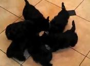 VIDEO: Synchronized DOGS Form Pinwheel!