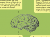 Your Brain Language