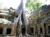 Giant Trees Cambodian Temple Prohm