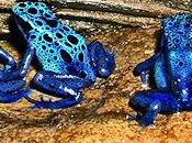 Most Poisonous Frogs Planet