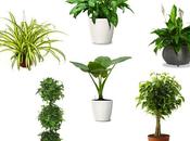 Purifying Indoor Plants