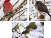 Outdoor Spaces Winter Bird Feeding