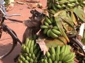 From Plantation Market Rural Village Life Uganda