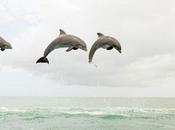 "You Talkin' Me?" Dolphins Call Each Other Name.