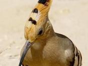 Creation: Hoopoe