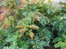 Plant Week: Mahonia Japonica