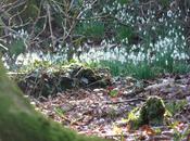 Spring Flowers