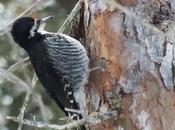 Black-backed Woodpecker Sighted Algonquin Provincial Park