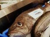 Widespread Seafood Fraud U.S.