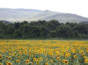 DAILY PHOTO: Sunflower Field Rural Hungary