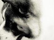 #Dog #Breed #Month: #Akita #March 2013