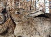 #Bringing #Home #Bunny: #Common #Illnesses #Symptoms