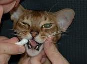 #Tips #How #Brush Your #Pets #Teeth