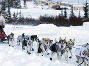 Iditarod 2013: It's Crowded Leaderboard
