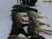 Poll Finds Support Delay Next Minnesota Wolf Hunt