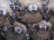 Devastating Bat-killing Disease Reaches Georgia