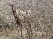 Mudumalai Tiger Reserve Reels Under Drought