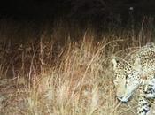 Q&amp;A with Jaguar Advocate Critical Habitat Opponent Alan Rabinowitz