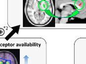 Brain Basis Superiority Illusion.