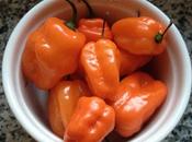 Trinbagonian Peppersauce Chile Pepper Conundrum
