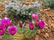 Desert Photos Springtime Bloom