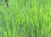 Study Looks Costs Benefits Switchgrass