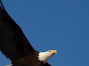 Eagle’s Message: Beyond Letting