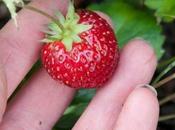 Mara Bois Strawberries