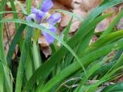Plant Week: Iris Lazica