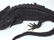 Scientists Discover Crocodile Newt Vietnam