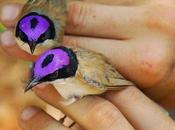 Purple-crowned Fairy Wrens