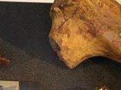 PILTDOWN MAN: Year Fossil Hoax, Natural History Museum, London