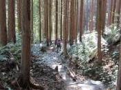 Japanese Forestry: Beautifully Overdone