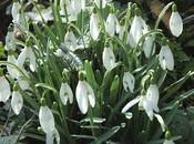 Flitting Time Snowdrops